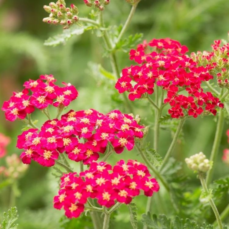 shop perennial Yarrow, Achillea millefolium, at naturehills.com