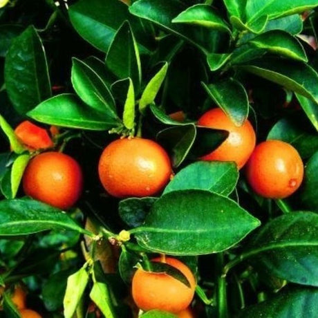 Mandarin Trees