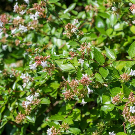 abelia shrubs