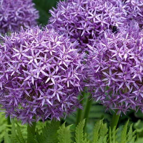 Allium Bulbs