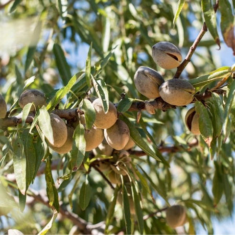 Almond Tree