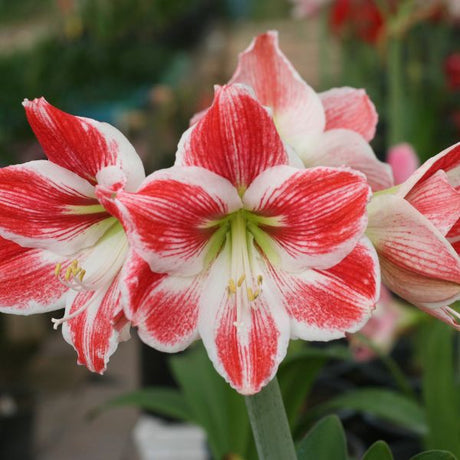 Amaryllis