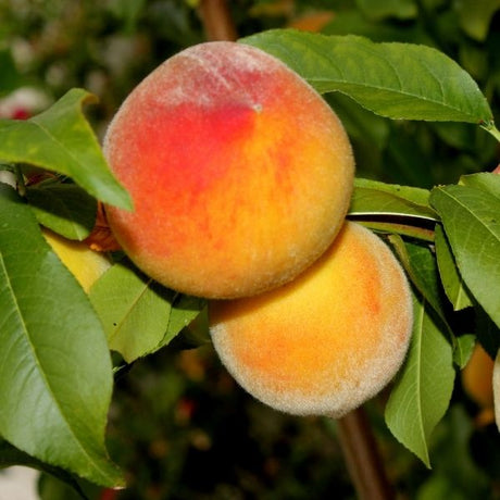 Apricot Tree