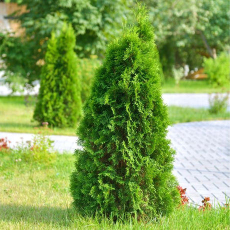 arborvitae shrub