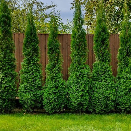 Arborvitae Trees