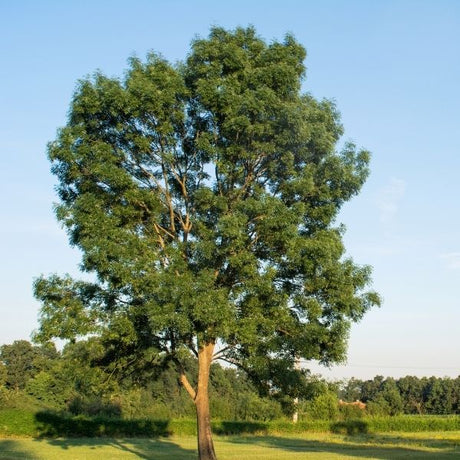 Ash Trees