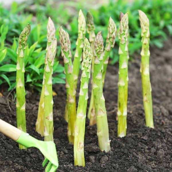 Backyard Vegetables are the Best | Asparagus | NatureHills.com