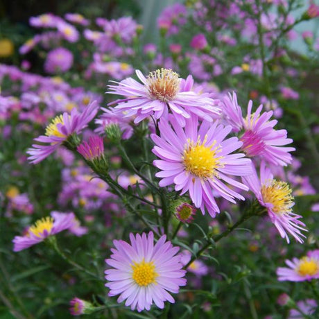 Asters