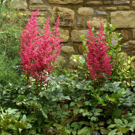 Astilbe Plants