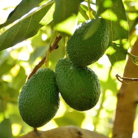 Avocado trees