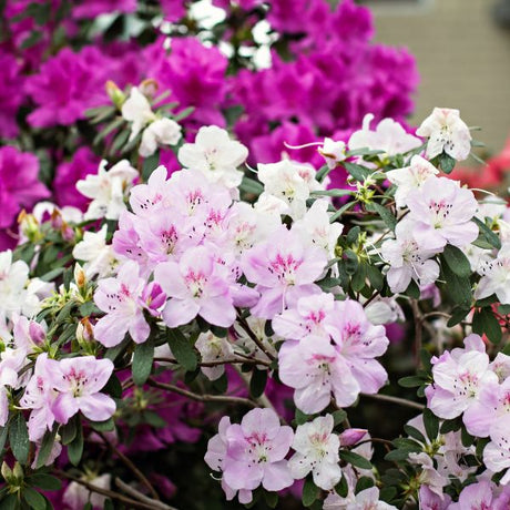 azalea shrub