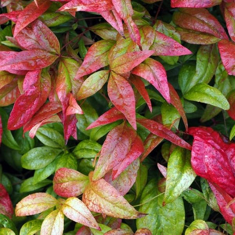 Nandina Bush