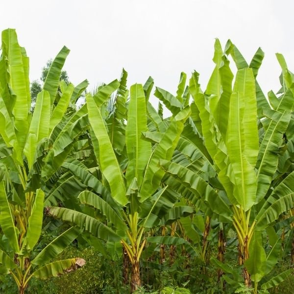 Banana Trees - Nature Hills Nursery