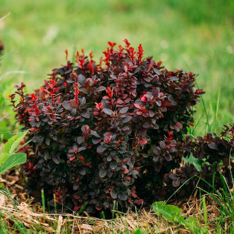 Barberry Bush