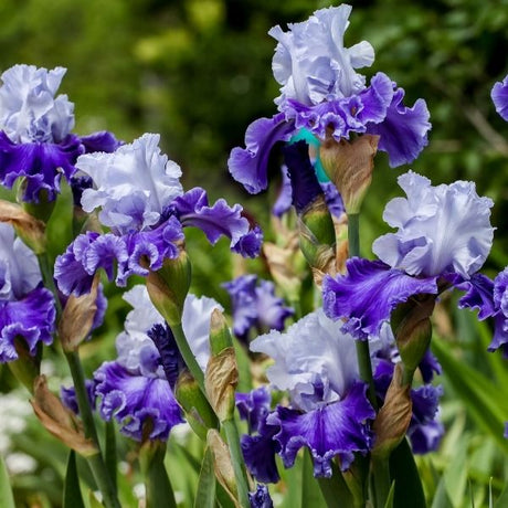 Bareroot Iris - Nature Hills Nursery