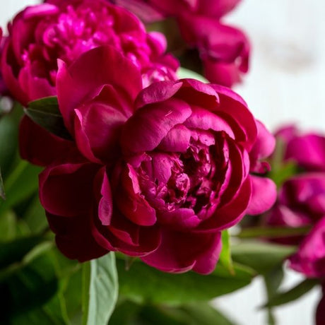 Peonies started from bareroot