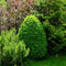Evergreen Shrubs