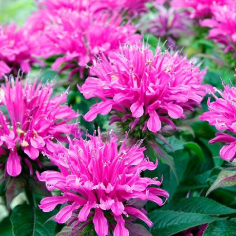 Bee Balm