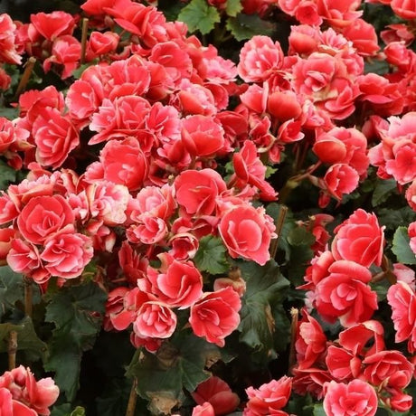 Begonia Bulbs - Nature Hills Nursery