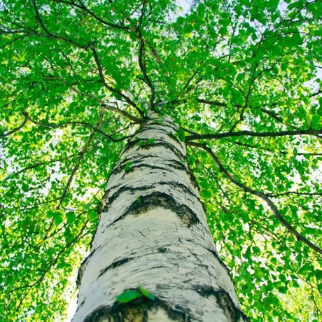 Birch Trees