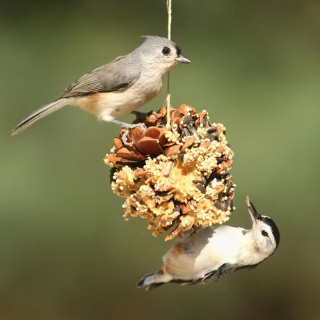 Bird Food - Nature Hills Nursery