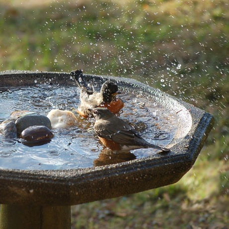 Bird Baths