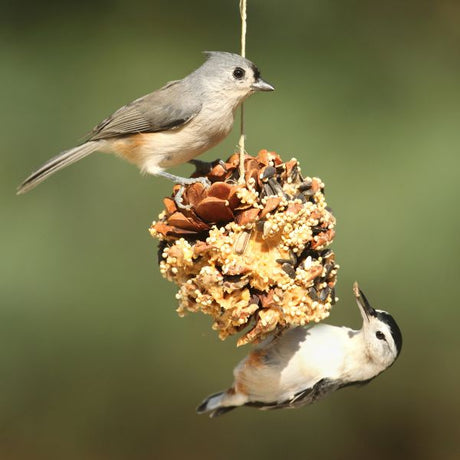 Bird Food