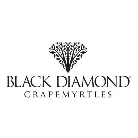 Black Diamond Crapemyrtles