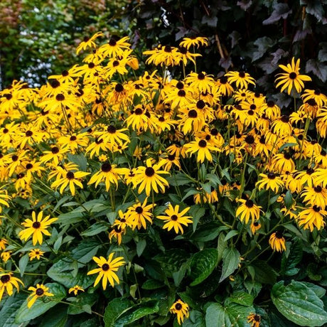 Black eyed susan