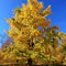 Ginkgo Trees