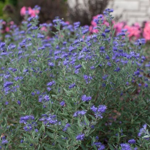 Bluebeard Bushes - Nature Hills Nursery