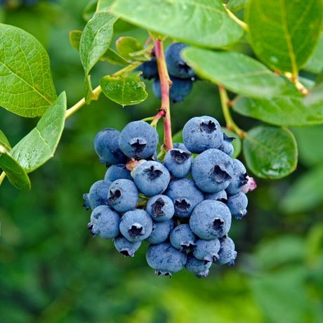 Blueberry Bush