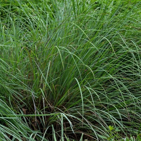 Bluestem Grass