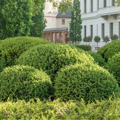 boxwood bush