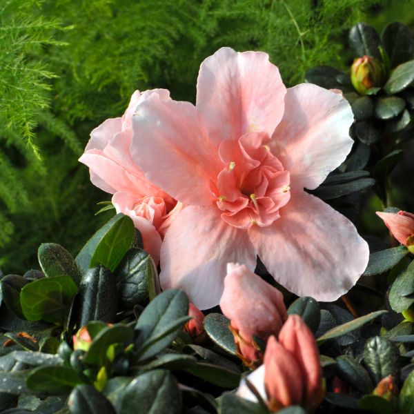 Broadleaved Evergreen Bushes - Nature Hills Nursery