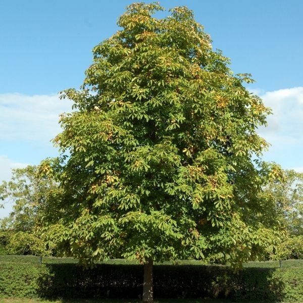 Buy Buckeye Trees for Your Yard Now | Nature Hills Nursery