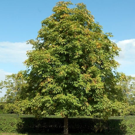 Buckeye Tree