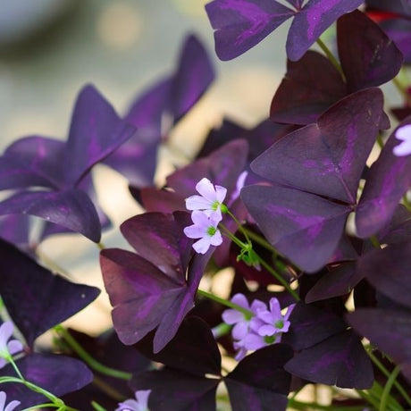 Bulbs Off the Beaten Path - Nature Hills Nursery