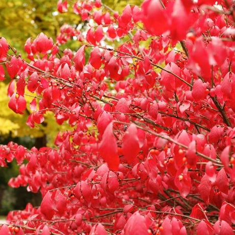 Burning Bush