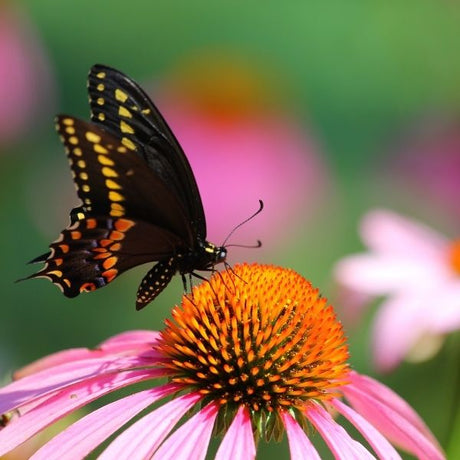 Butterfly on Coneflower