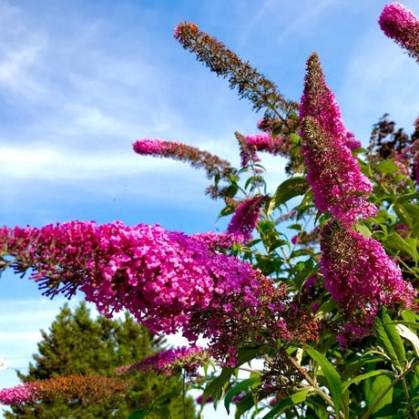 butterfly bush