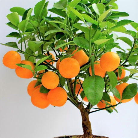 Orange Trees