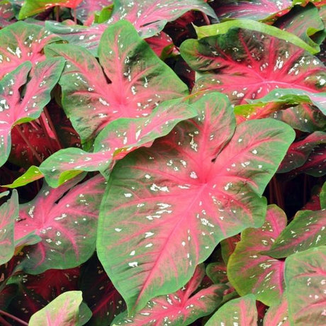 Caladium - Nature Hills Nursery