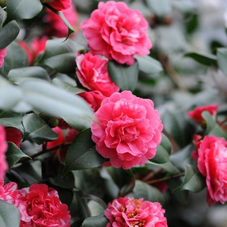 Camellia bush