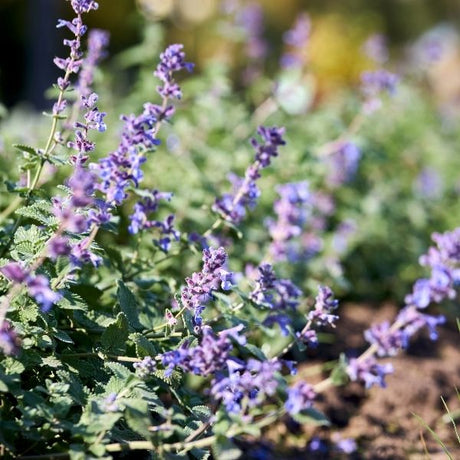 Catmint