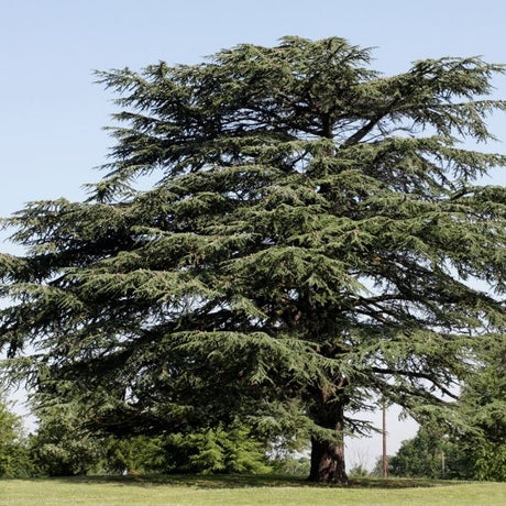 Cedar Tree