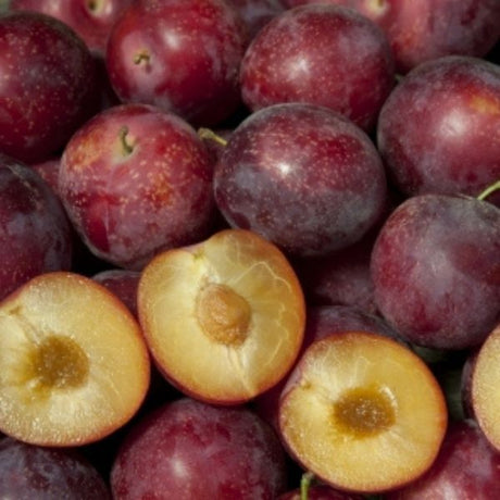 Cherry Plum Trees - Nature Hills Nursery
