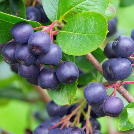 Chokeberry bush