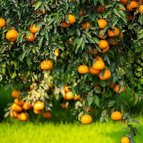 Citrus Trees