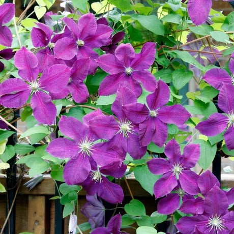 Clematis